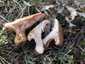 Ördögszekér-laskagomba (Pleurotus eryngii), Budai-hegység